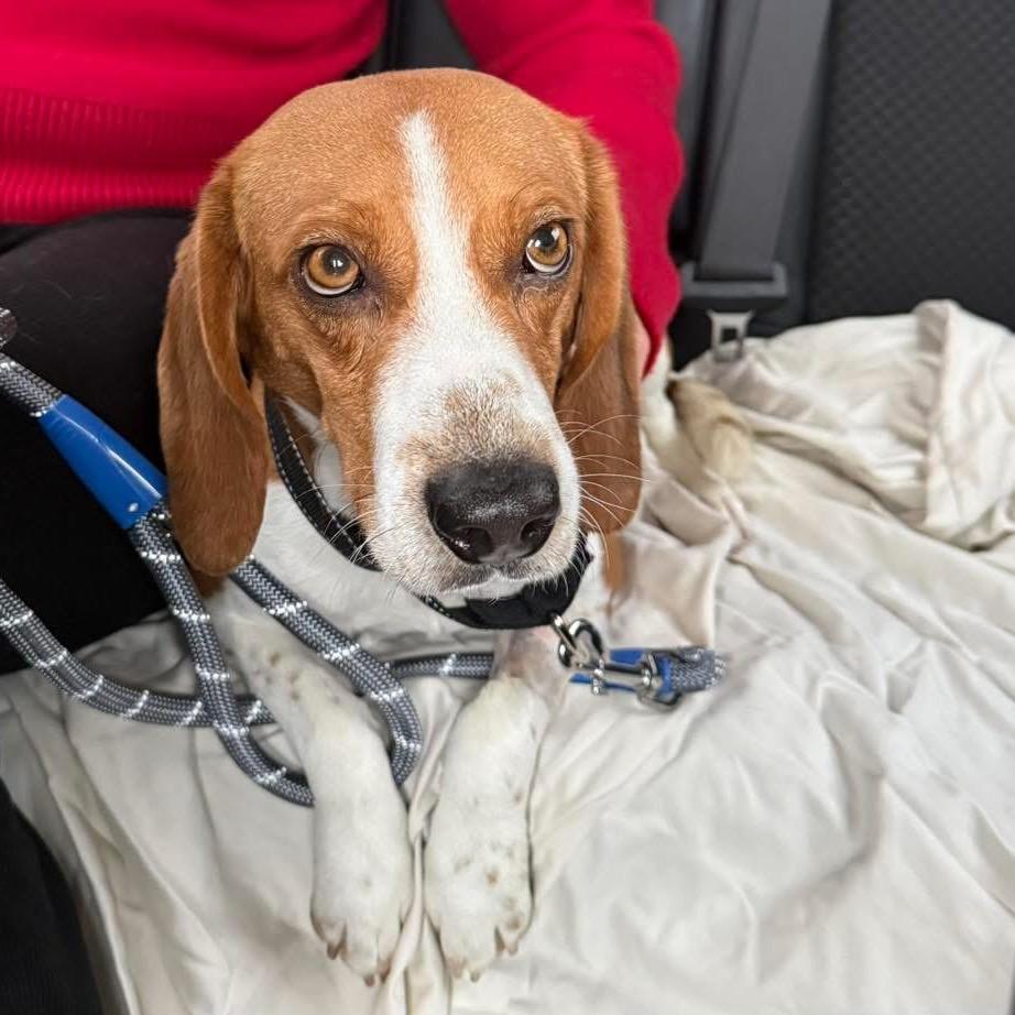 Enlarge Oliver, a Adoptable Beagle in Austin, TX image 3/6