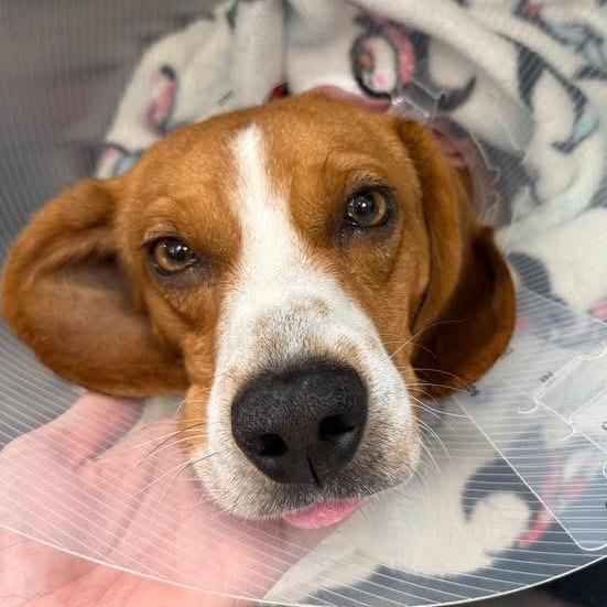 Enlarge Oliver, a Adoptable Beagle in Austin, TX image 6/6
