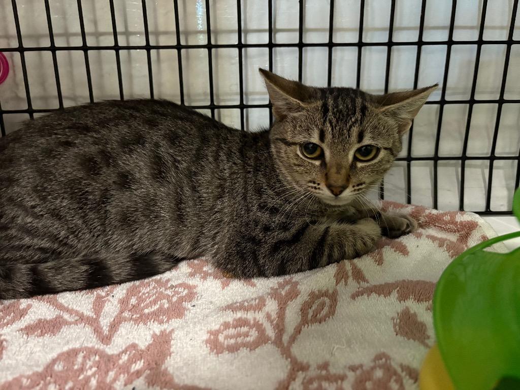 Sophia, Adoptable, Kitten Female Domestic Short Hair.