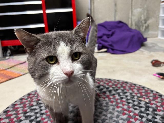 Enlarge Hamburger, a Adoptable mixed breed in Pawtucket, RI image 1/6