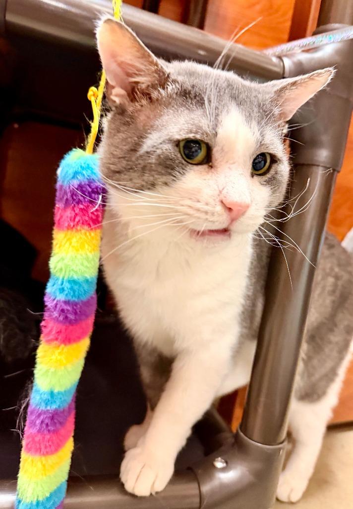 Hamburger, a Adoptable mixed breed in Pawtucket, RI image 1/6