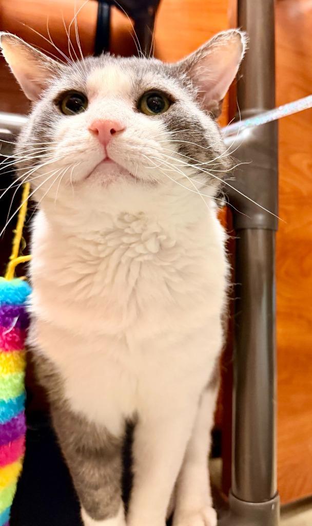 Hamburger, a Adoptable mixed breed in Pawtucket, RI image 2/6