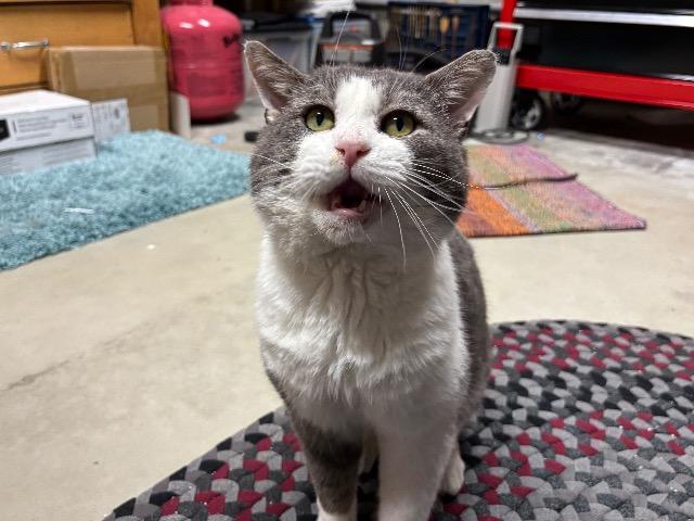 Enlarge Hamburger, a Adoptable mixed breed in Pawtucket, RI image 3/6