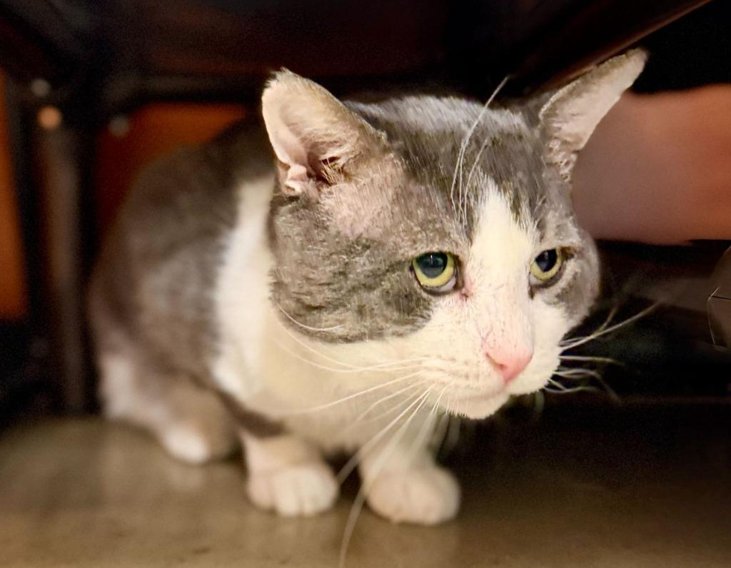 Hamburger, a Adoptable mixed breed in Pawtucket, RI image 4/6