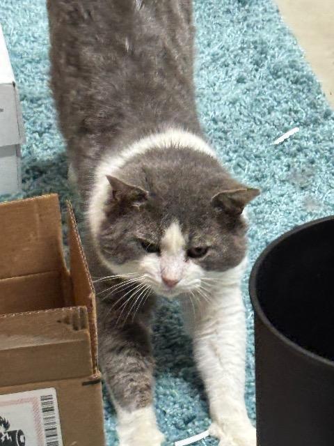 Enlarge Hamburger, a Adoptable mixed breed in Pawtucket, RI image 4/6