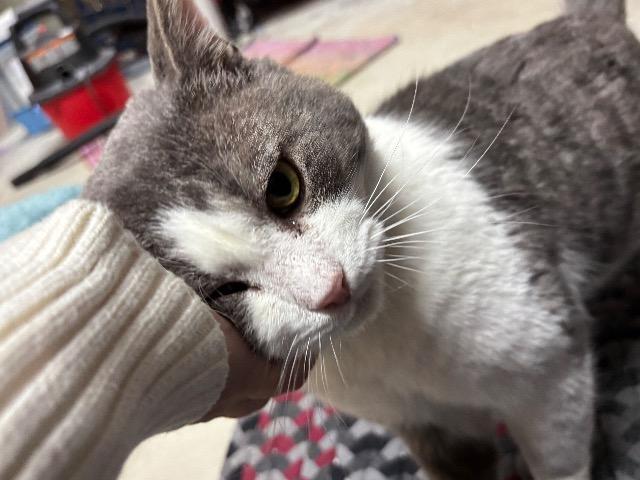 Enlarge Hamburger, a Adoptable mixed breed in Pawtucket, RI image 6/6