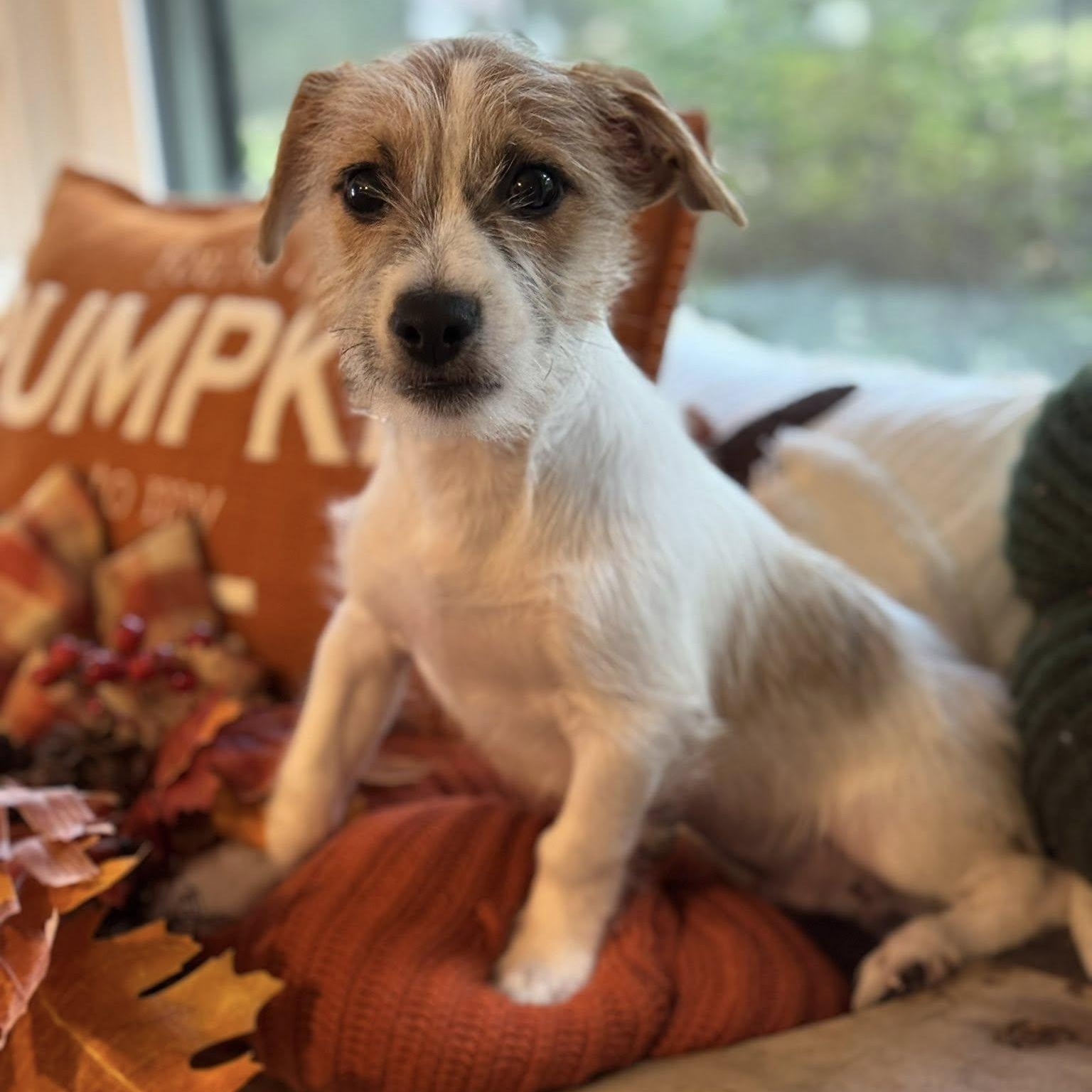 Enlarge Orlando, a Adopted mixed breed in Winnfield, LA image 1/6