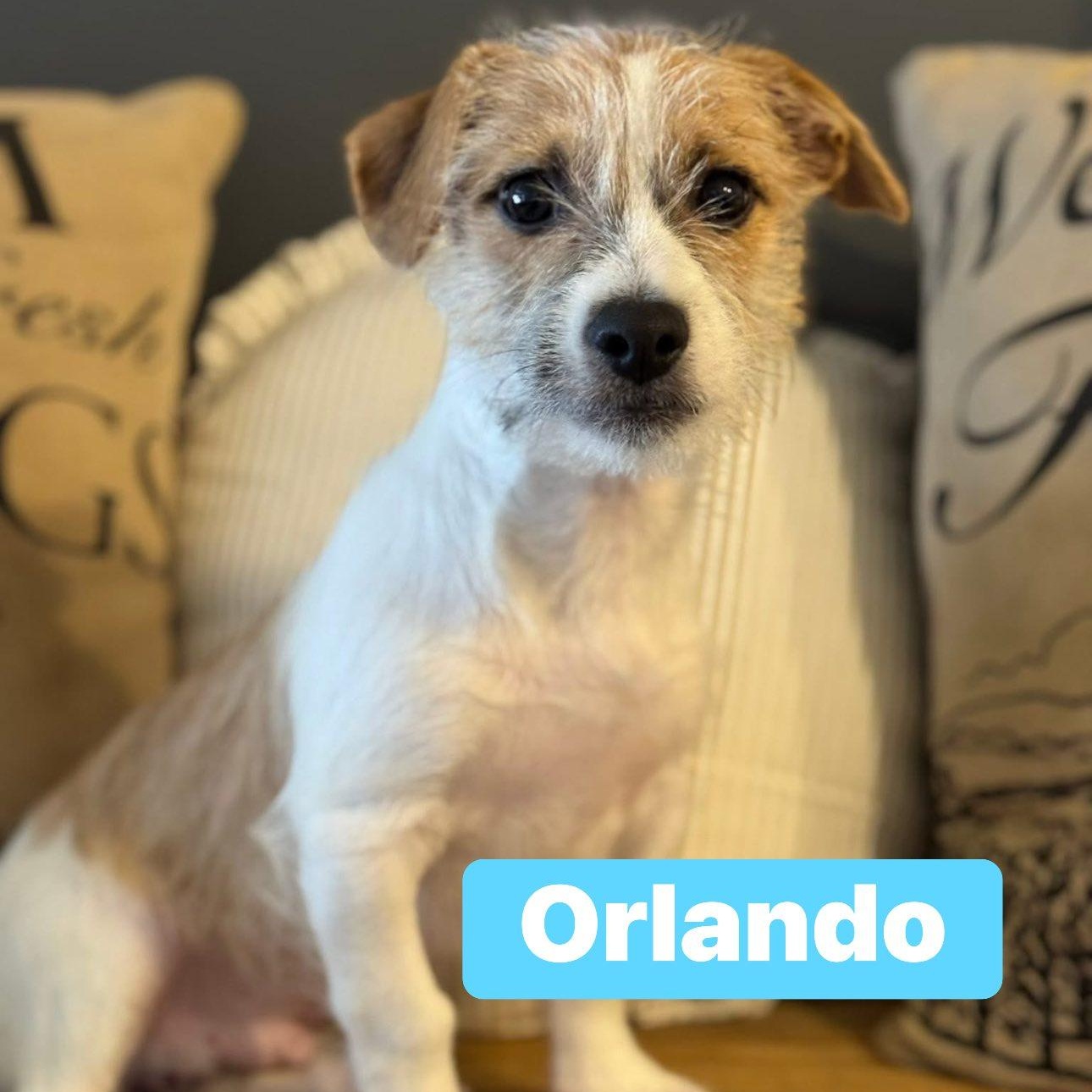 Enlarge Orlando, a Adopted mixed breed in Winnfield, LA image 4/6