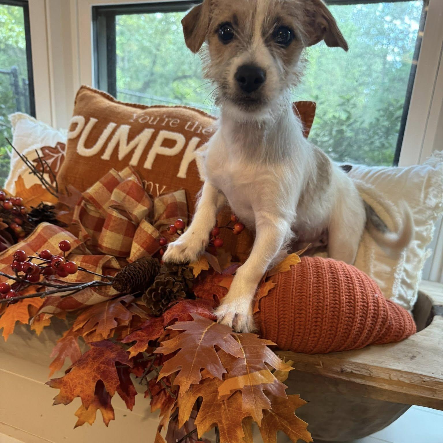 Enlarge Orlando, a Adopted mixed breed in Winnfield, LA image 5/6