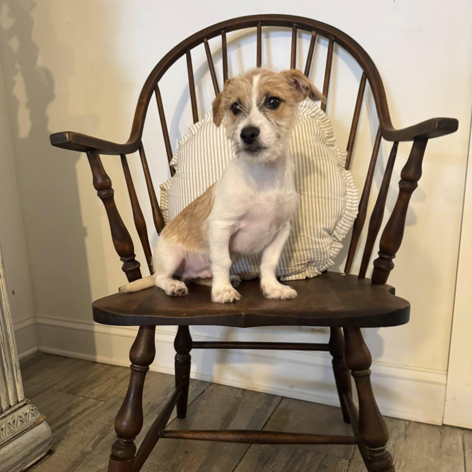 Enlarge Orlando, a Adopted mixed breed in Winnfield, LA image 6/6