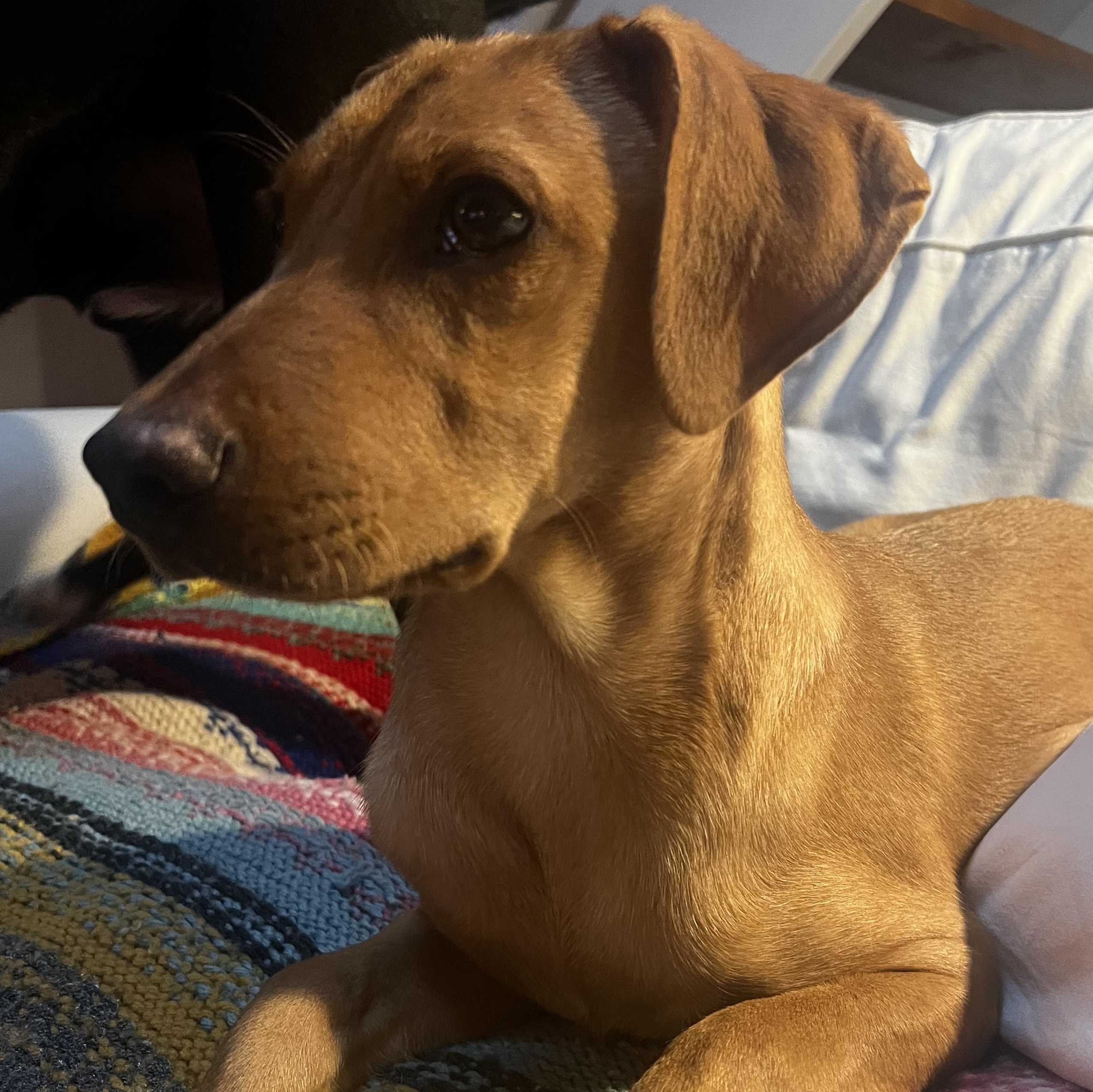 Enlarge Charlie, an adopted mixed breed in Richmond, VA image 2/3