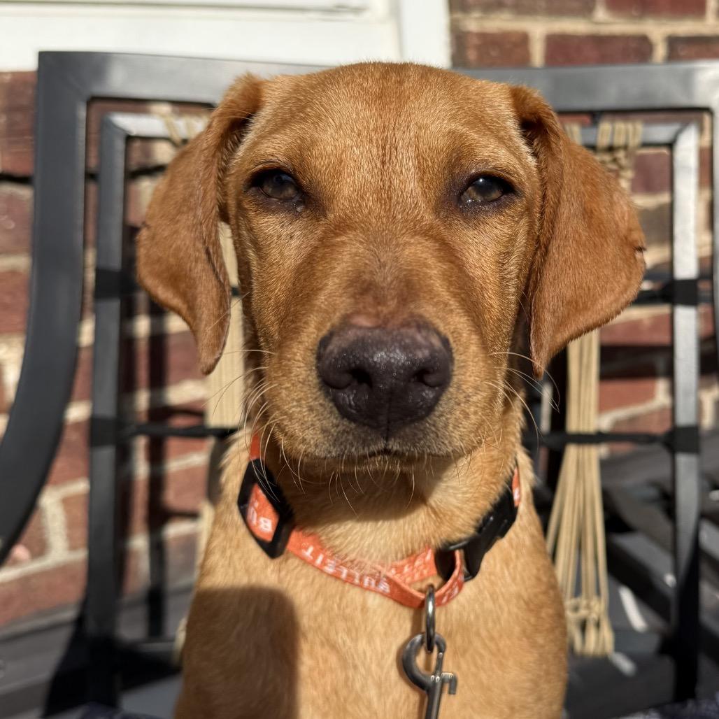 Charlie, adopted, Puppy Male Yellow Labrador Retriever.