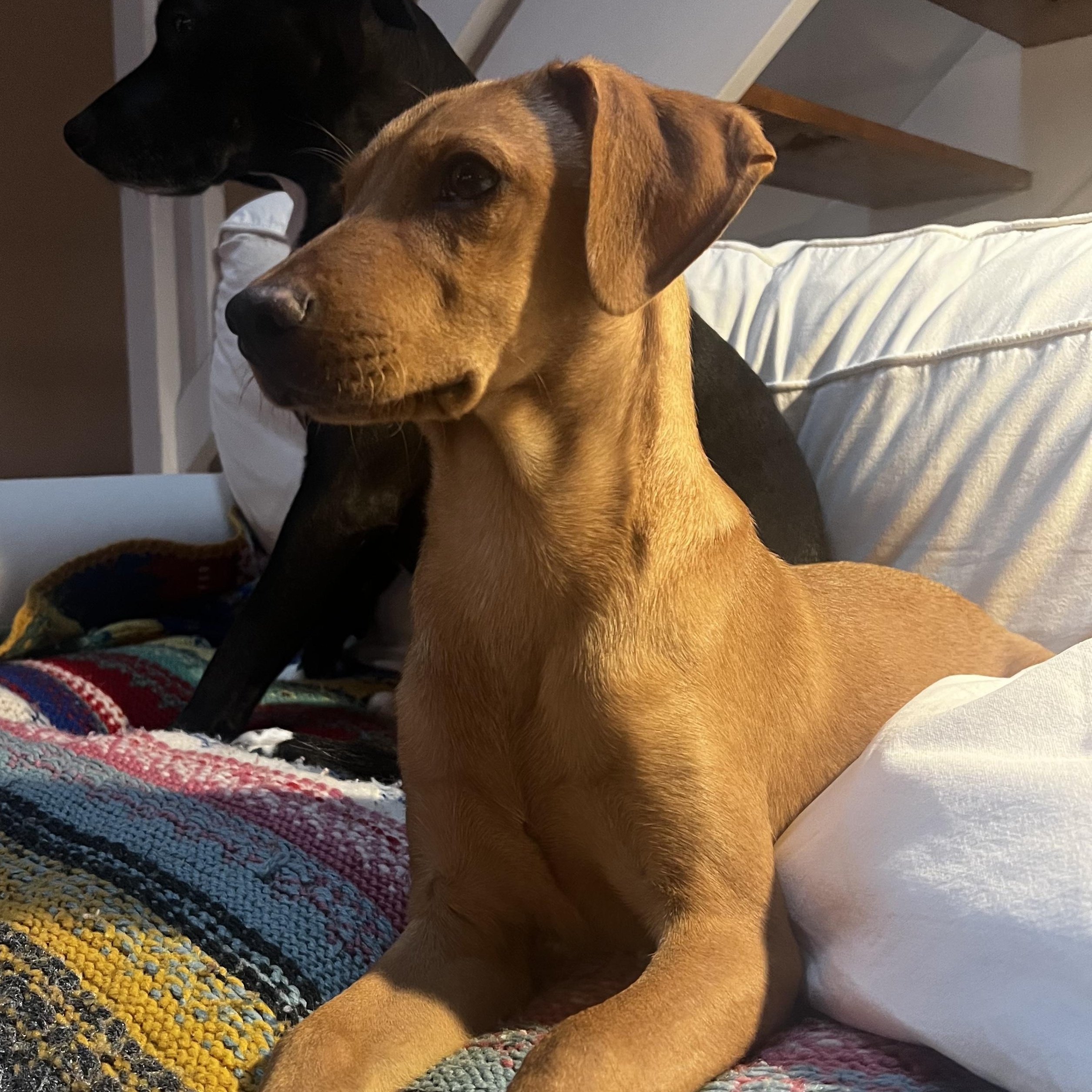 Enlarge Charlie, an adopted mixed breed in Richmond, VA image 3/3