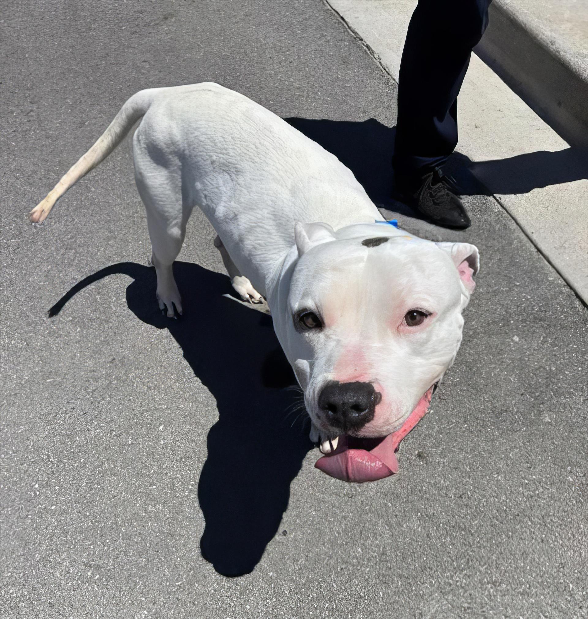 Elvis, a ADOPTABLE Mixed Breed in Nashville, TN image 2/2