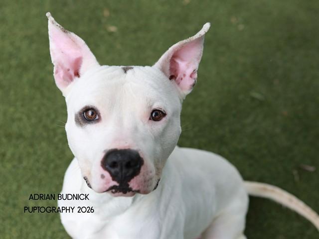 Elvis, ADOPTABLE, Adult Male Mixed Breed.