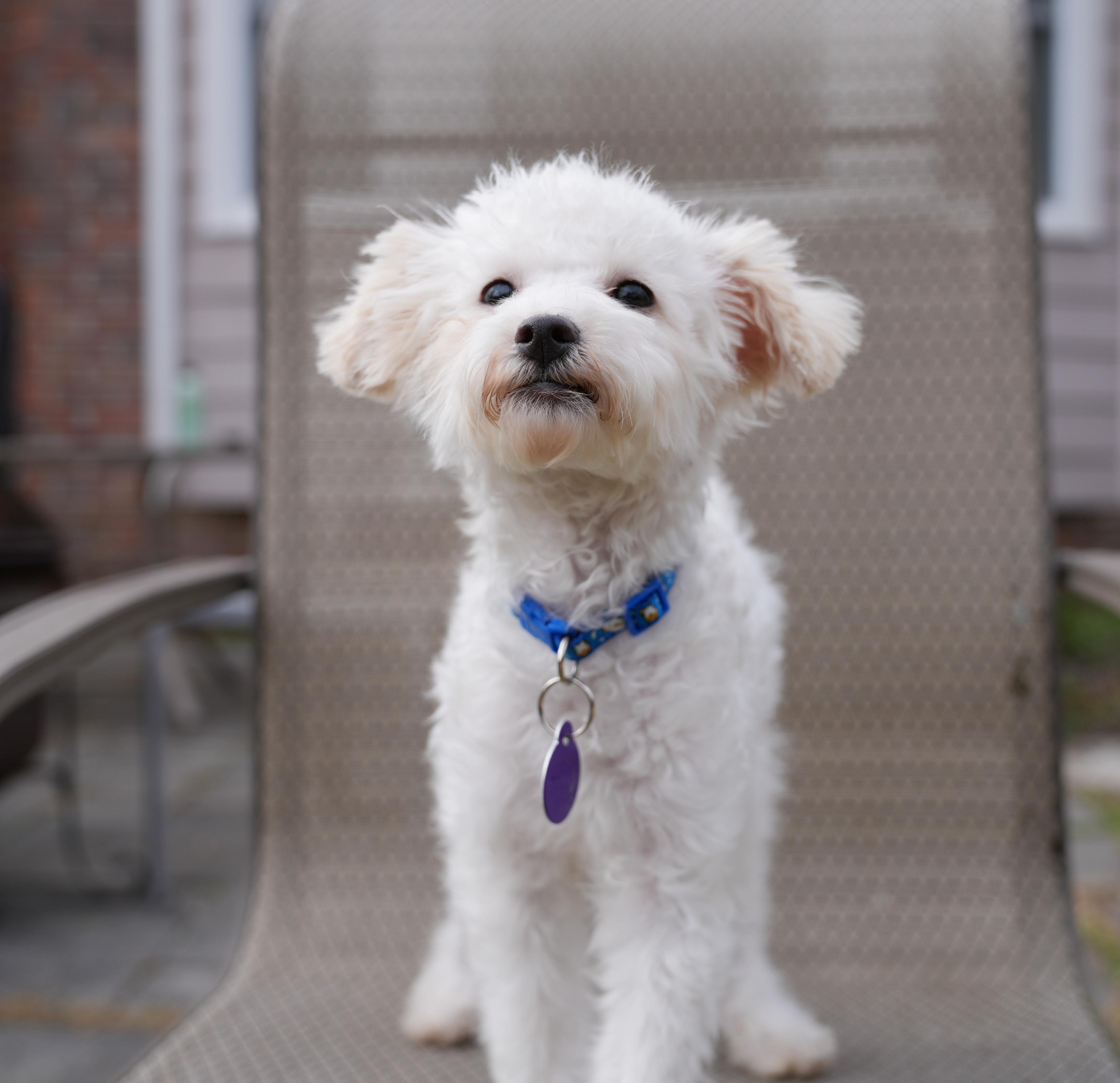 Enlarge Osbourne, a Adoptable mixed breed in Atlanta, GA image 3/6