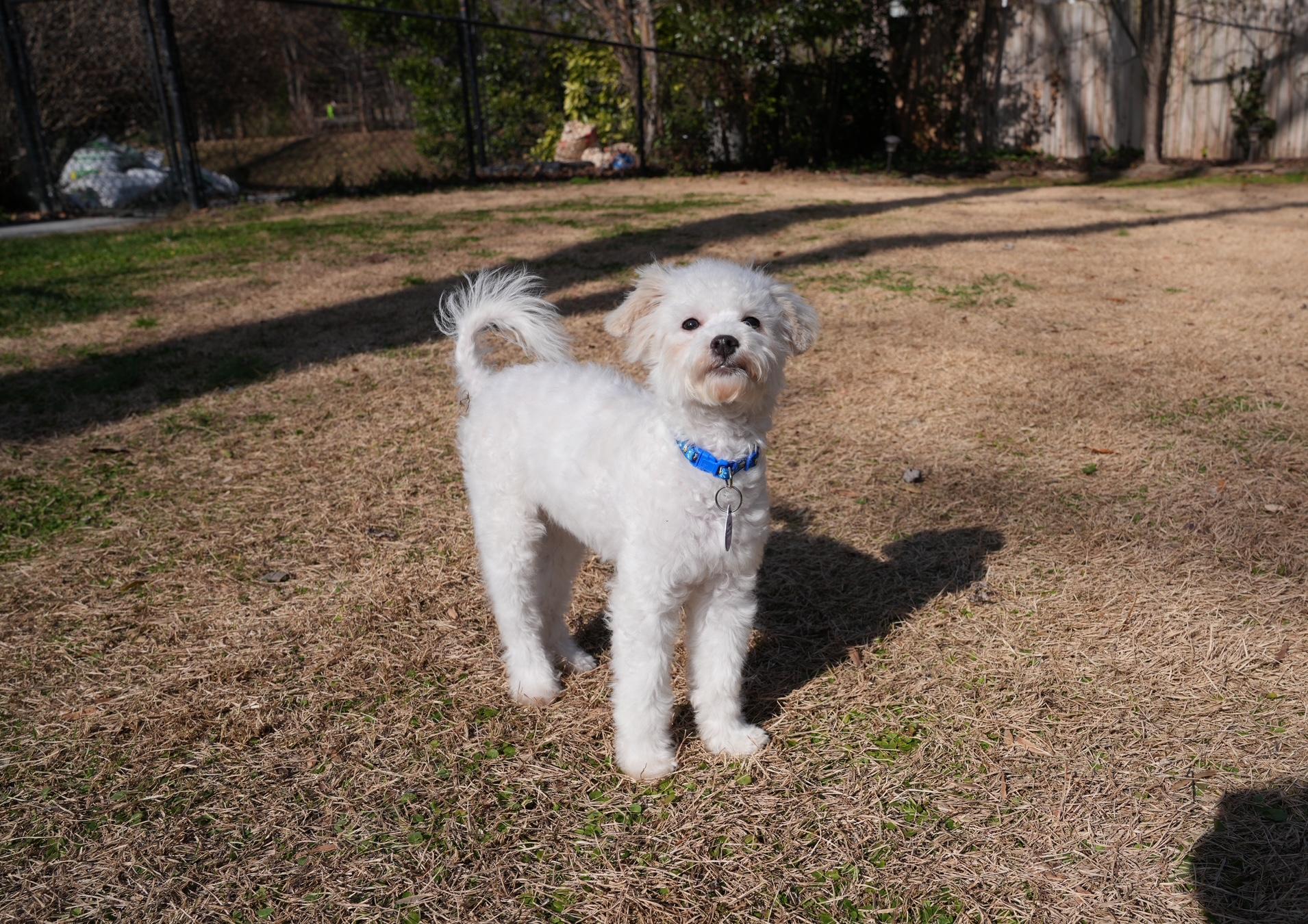 Enlarge Osbourne, a Adoptable mixed breed in Atlanta, GA image 4/6