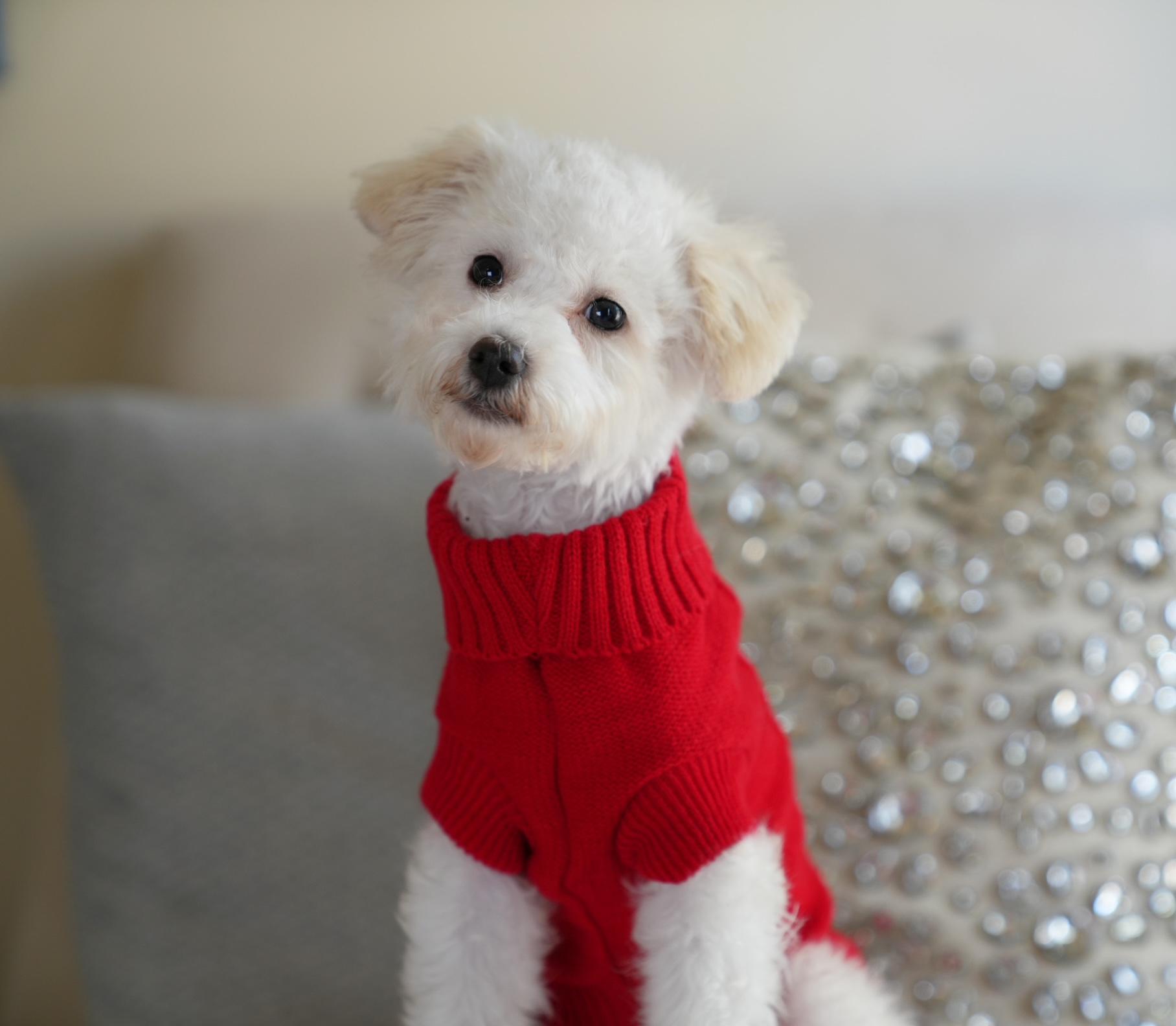 Enlarge Osbourne, a Adoptable mixed breed in Atlanta, GA image 2/6