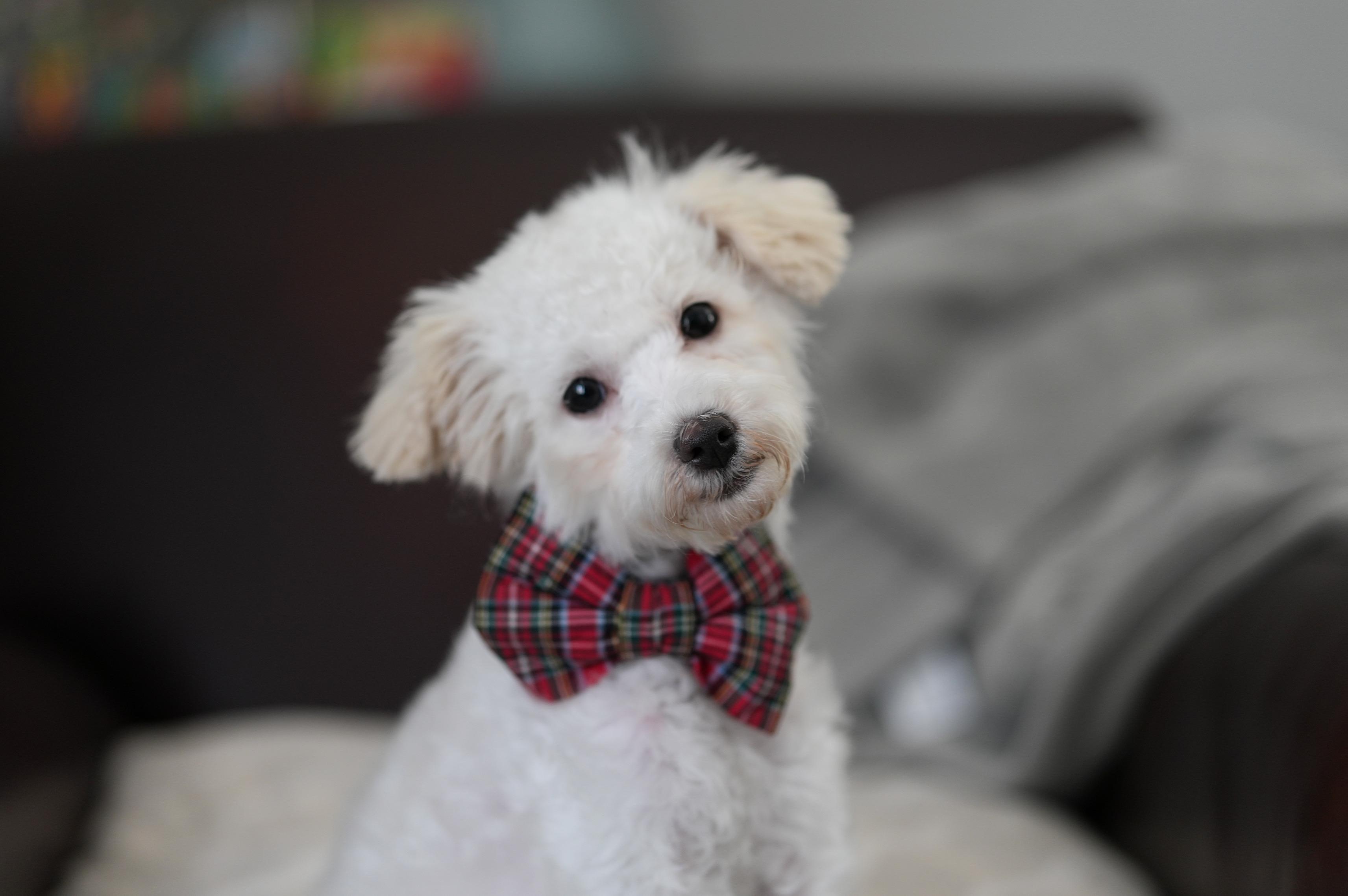Osbourne, Adoptable, Puppy Male Havanese & Poodle.