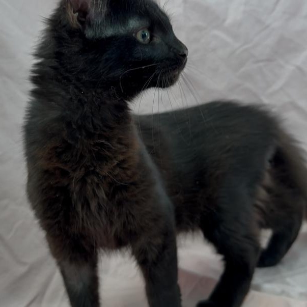 Mac, Adoptable, Young Male Domestic Short Hair.