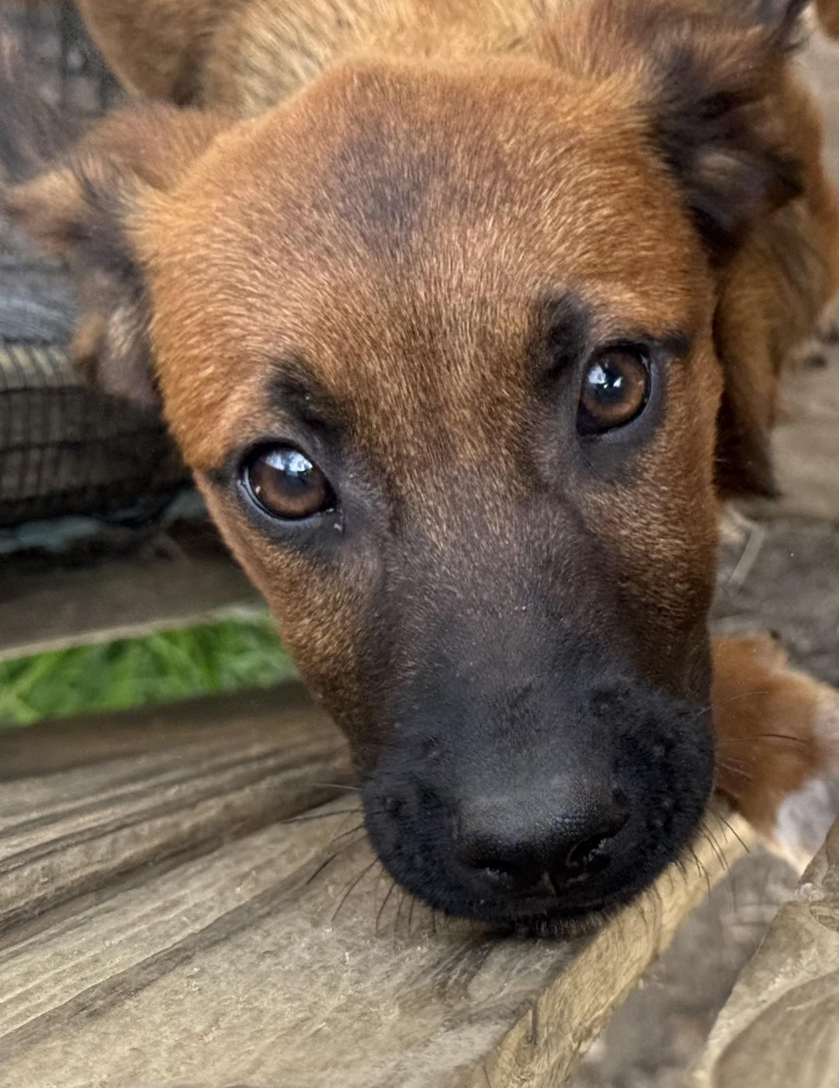 Serena, a ADOPTABLE mixed breed in Carver, MA image 3/4