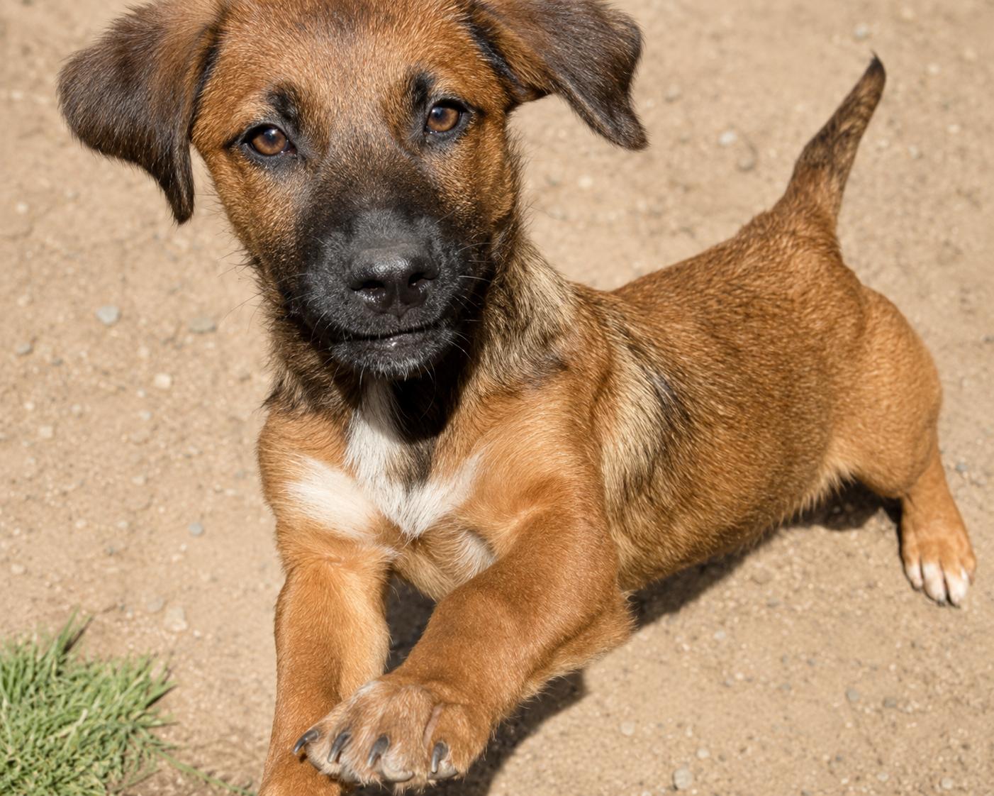Serena, a ADOPTABLE mixed breed in Carver, MA image 1/4