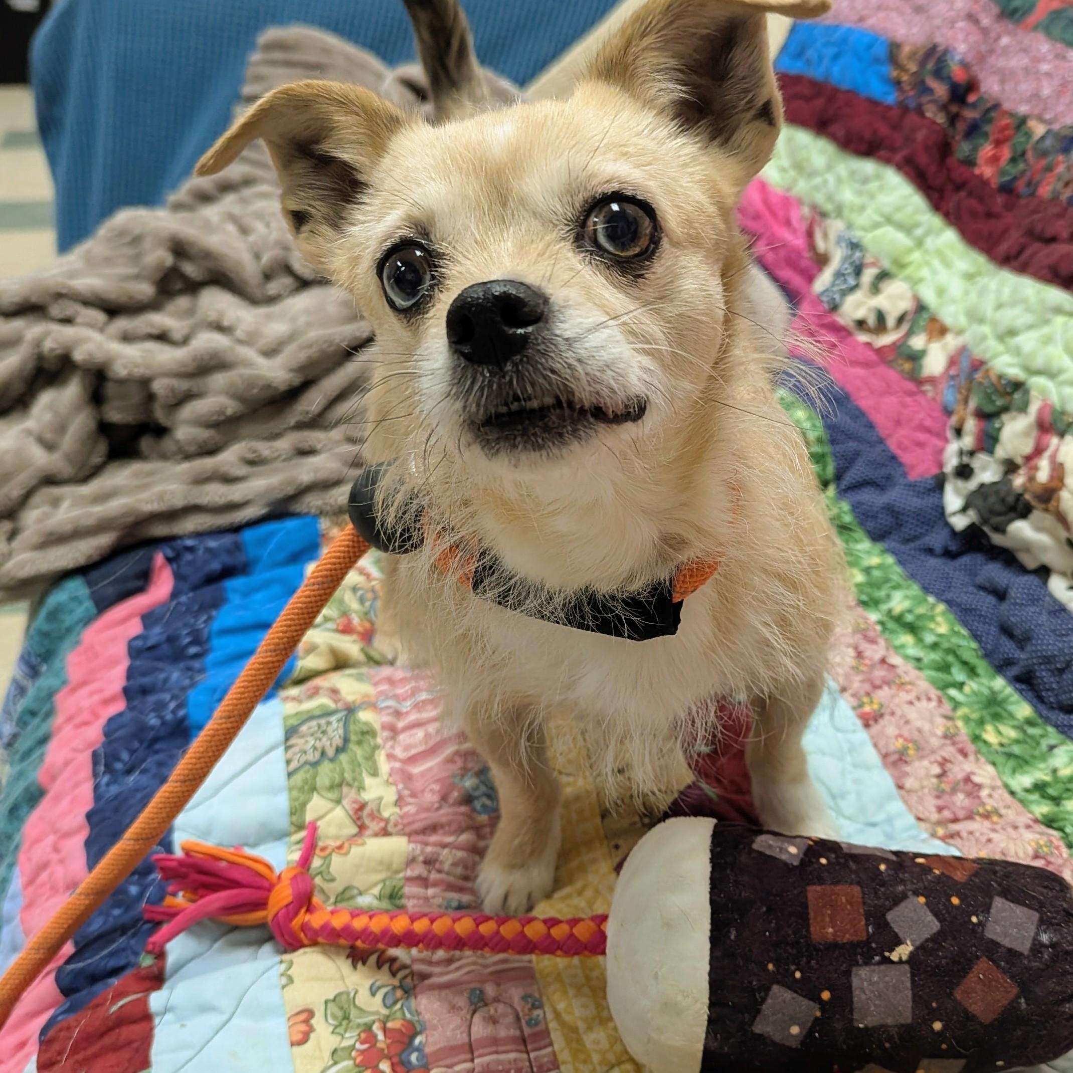 Ophelia , a other mixed breed in Stratford, CT image 3/3