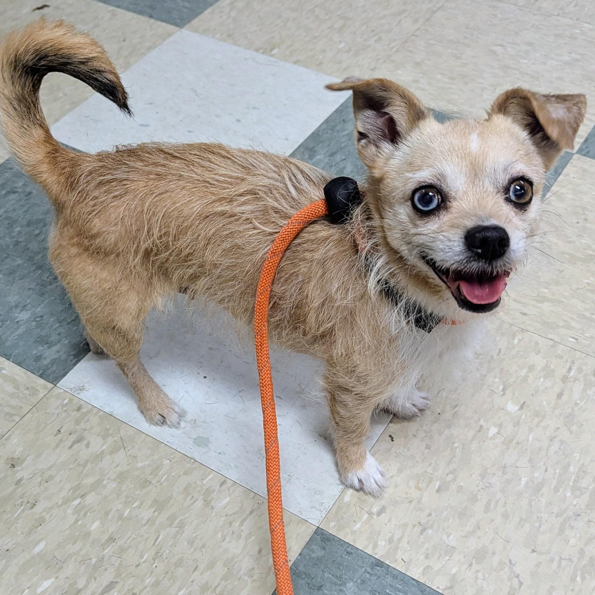 Ophelia , a other mixed breed in Stratford, CT image 2/3