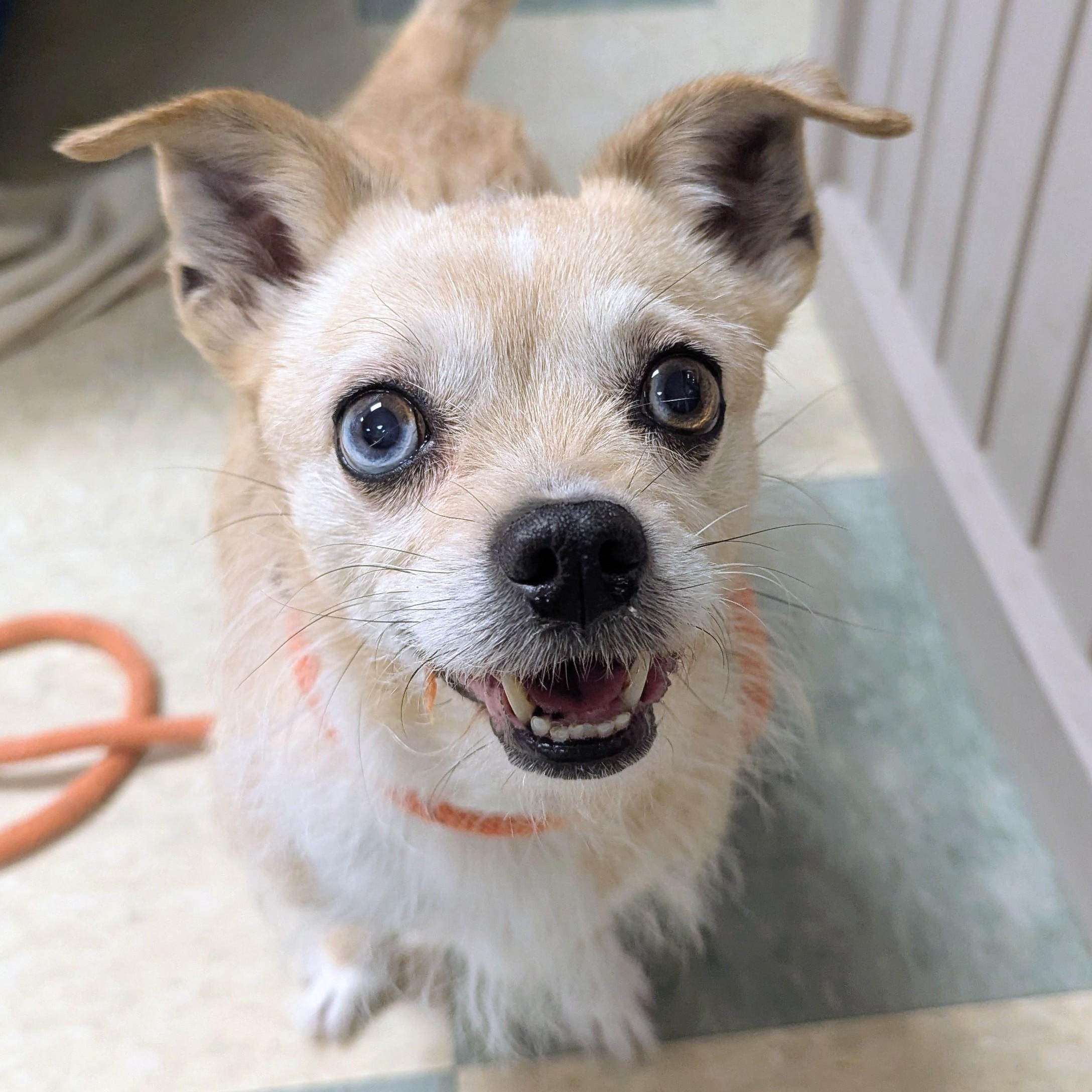 Ophelia , a other mixed breed in Stratford, CT image 1/3