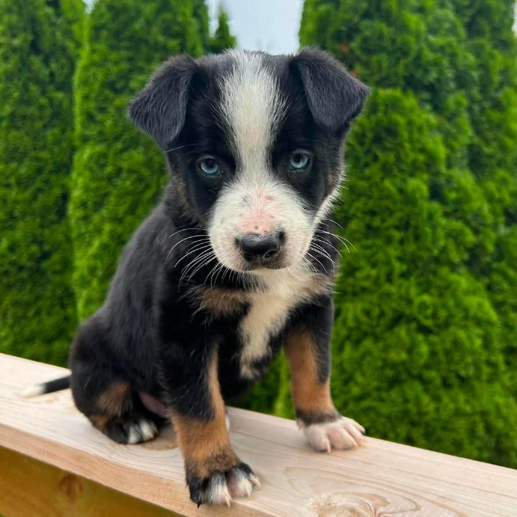 Latte, Adoptable, Puppy Male Border Collie.