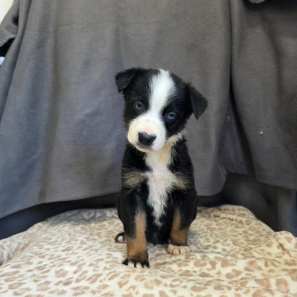 Latte, a Adoptable Border Collie in Jackson, MO image 2/6