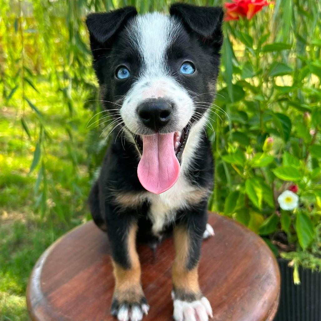 Latte, a Adoptable Border Collie in Jackson, MO image 3/6