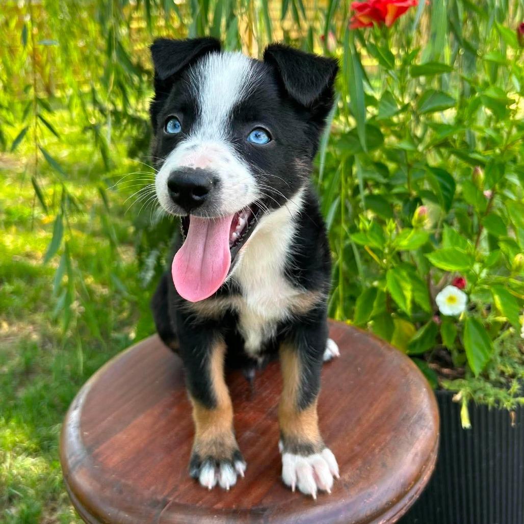 Latte, a Adoptable Border Collie in Jackson, MO image 4/6