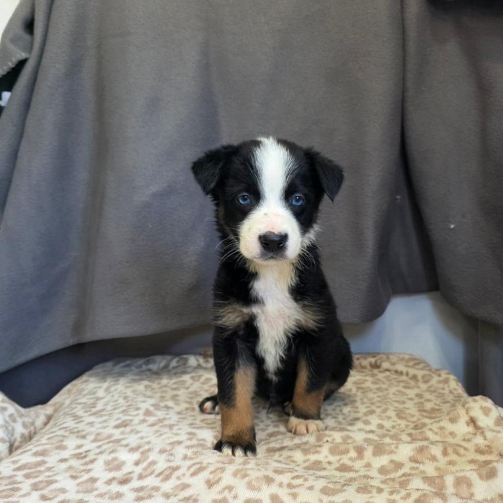 Latte, a Adoptable Border Collie in Jackson, MO image 5/6