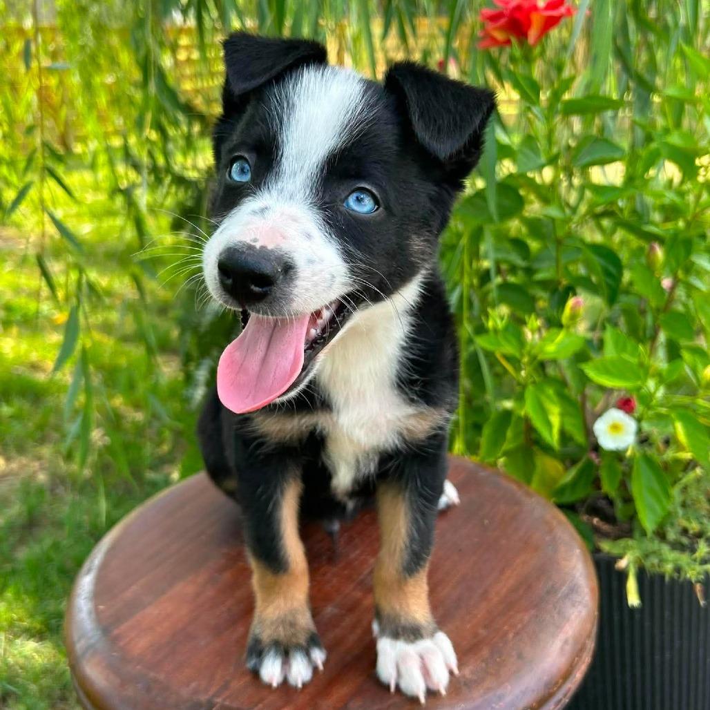 Latte, a Adoptable Border Collie in Jackson, MO image 6/6