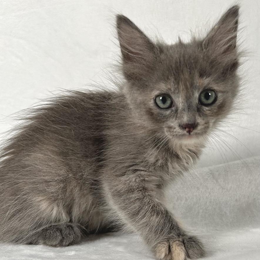 Enlarge Iris, a Adoptable Domestic Short Hair in Johnson City, TN image 2/4