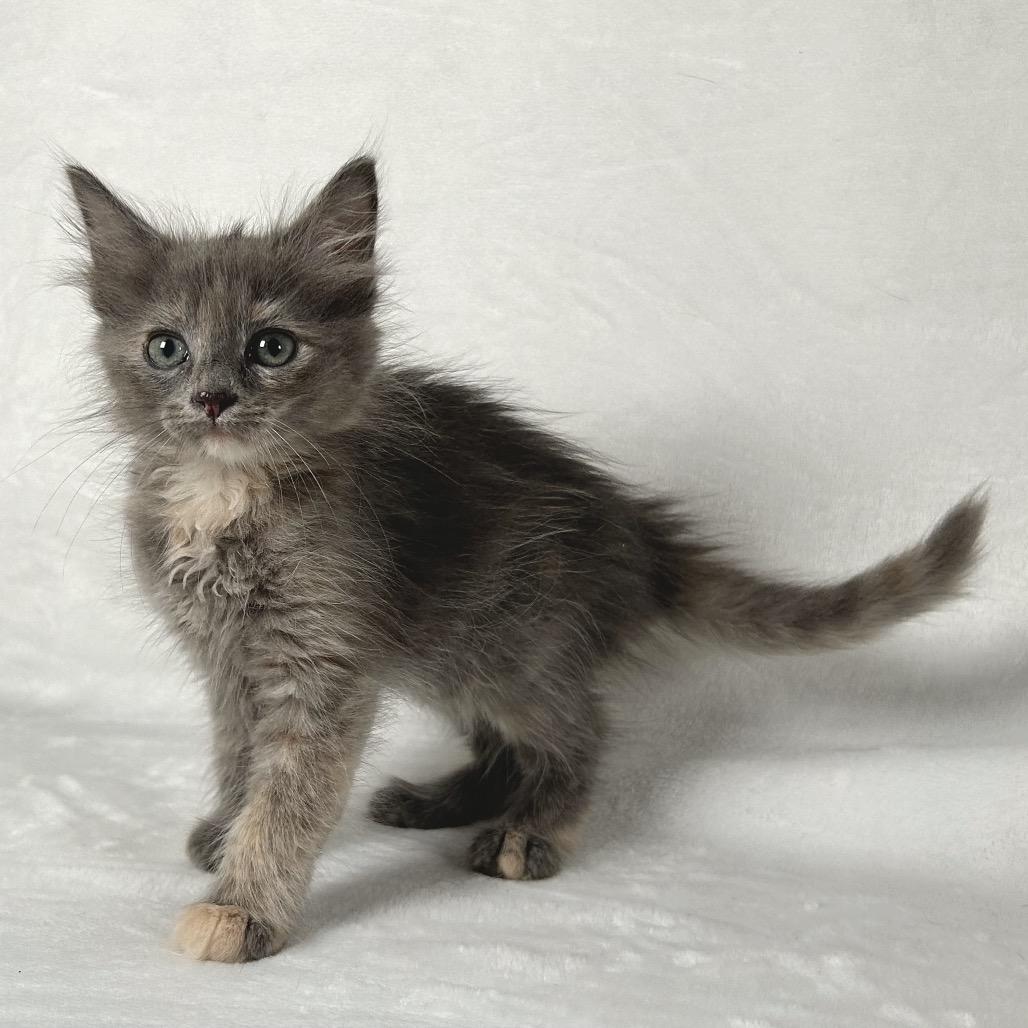 Enlarge Iris, a Adoptable Domestic Short Hair in Johnson City, TN image 3/4