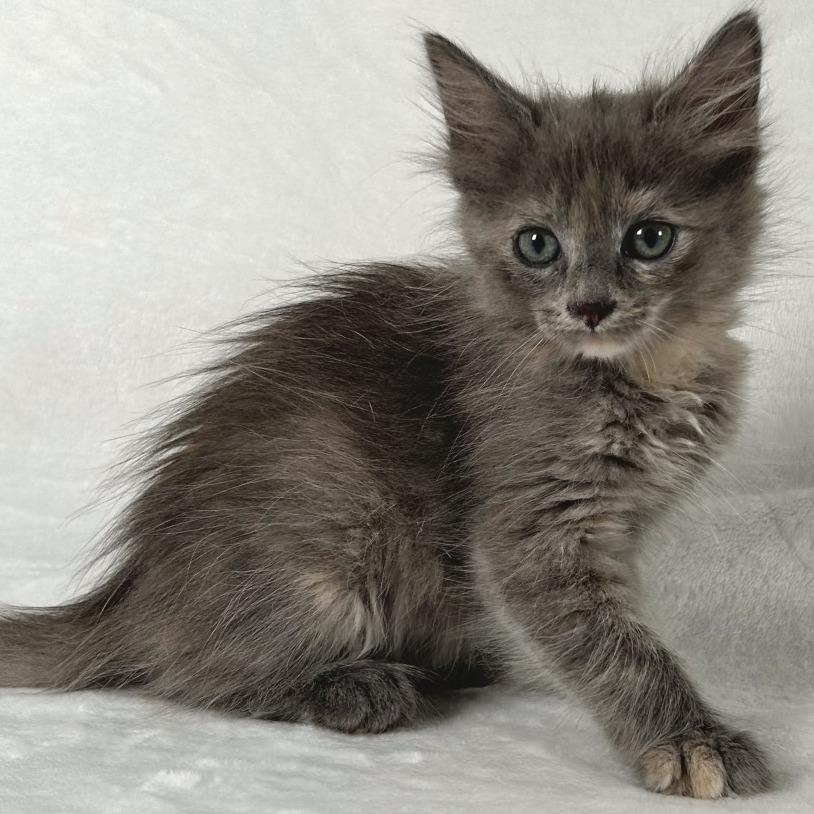 Enlarge Iris, a Adoptable Domestic Short Hair in Johnson City, TN image 4/4