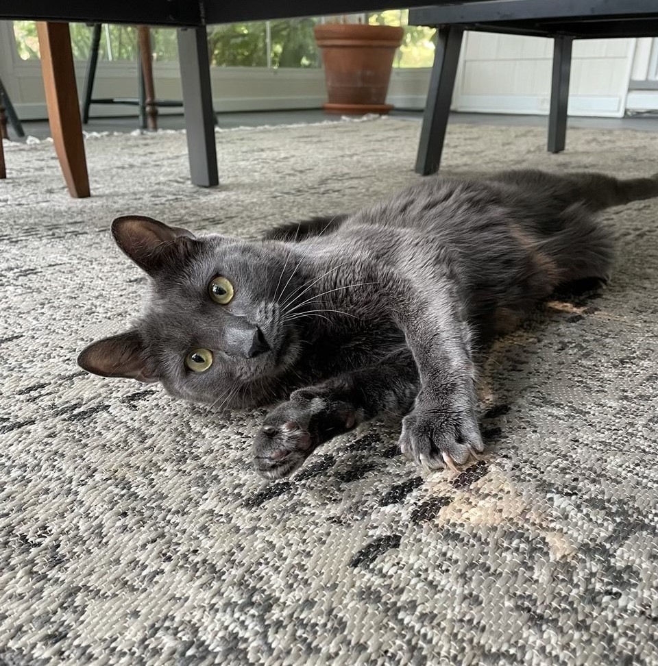 Forrest, a Adoptable mixed breed in Turnersville, NJ image 5/6