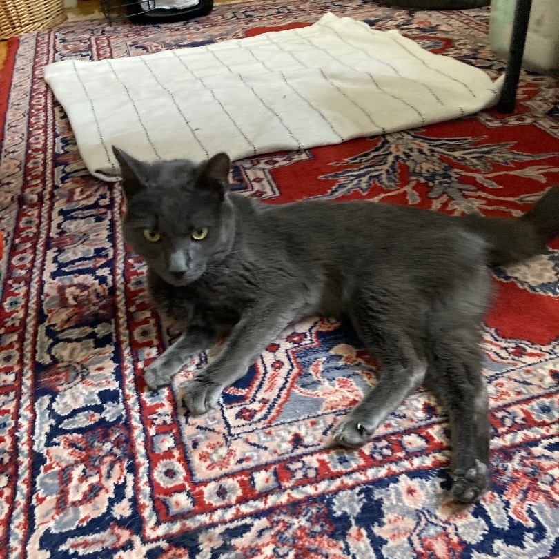 Forrest, a Adoptable mixed breed in Turnersville, NJ image 1/6