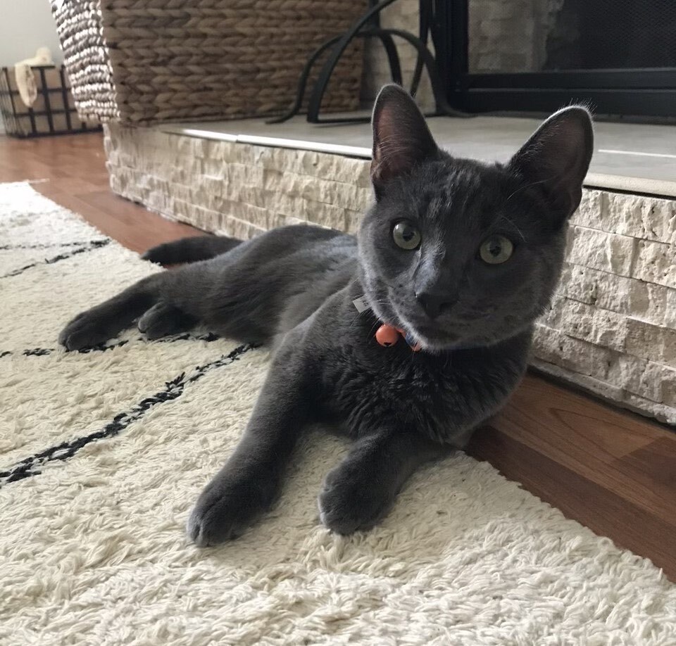 Forrest, a Adoptable mixed breed in Turnersville, NJ image 6/6