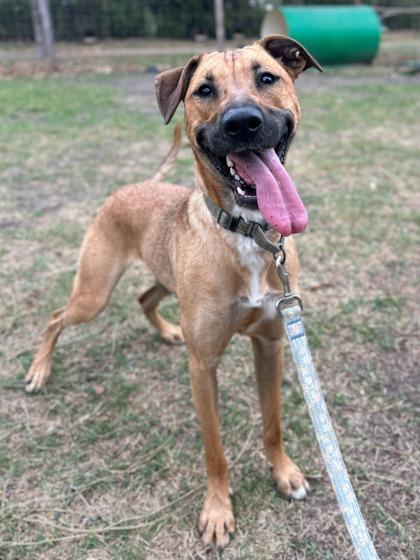 Enlarge Dolly Parton, a Adoptable mixed breed in San Antonio, TX image 1/6