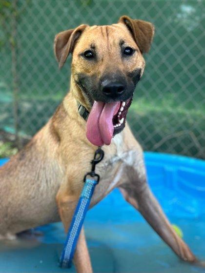 Dolly Parton, Adoptable, Adult Female Shepherd & Mixed Breed.