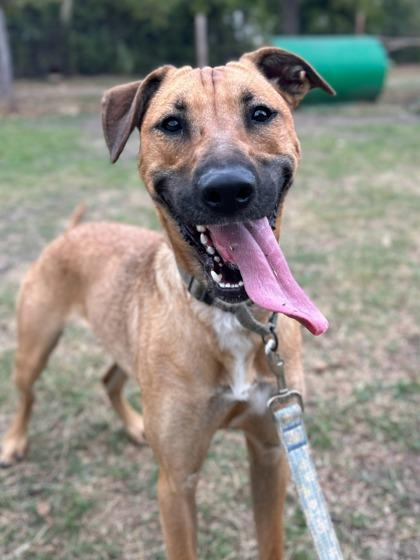 Enlarge Dolly Parton, a Adoptable mixed breed in San Antonio, TX image 3/3
