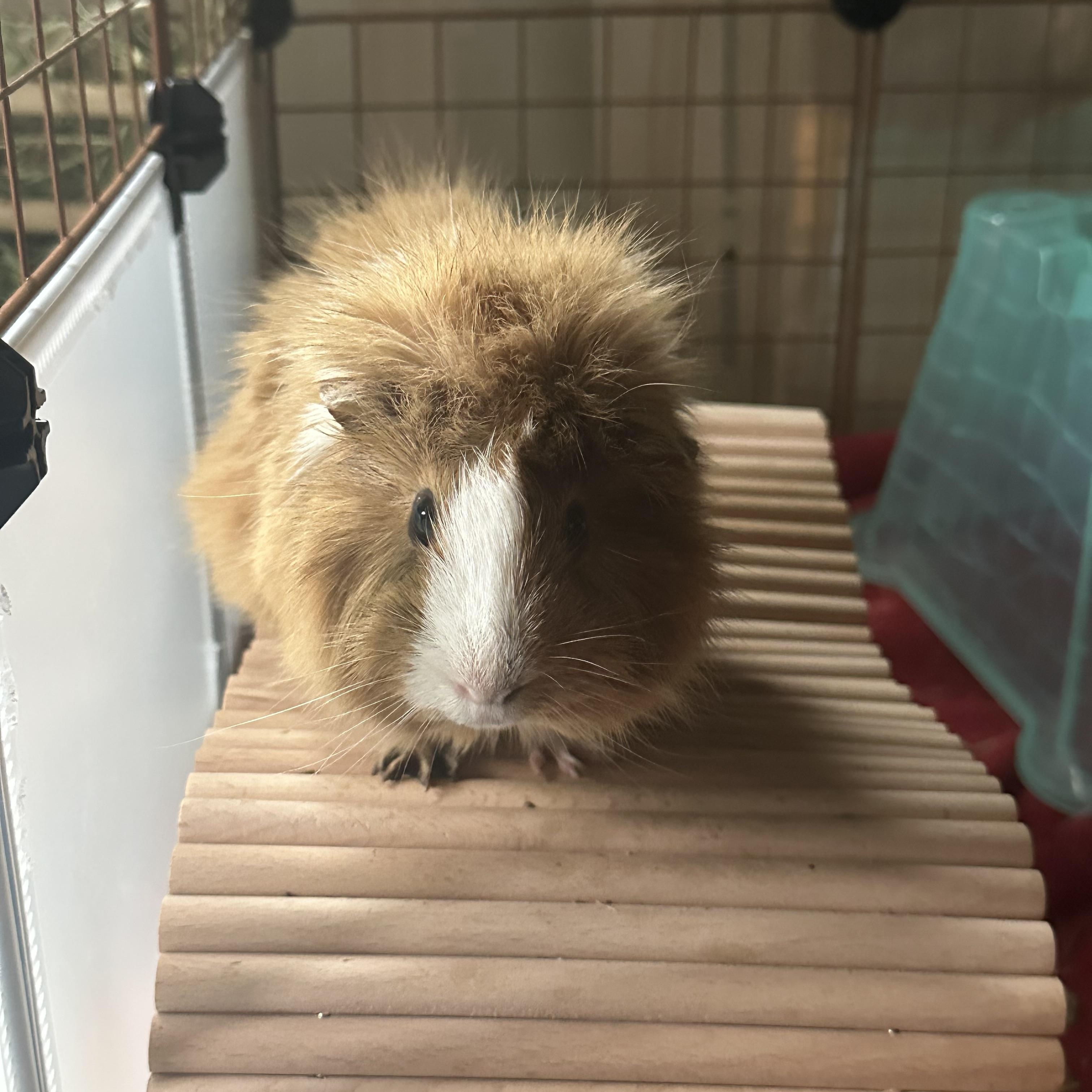 Toupee photo 2