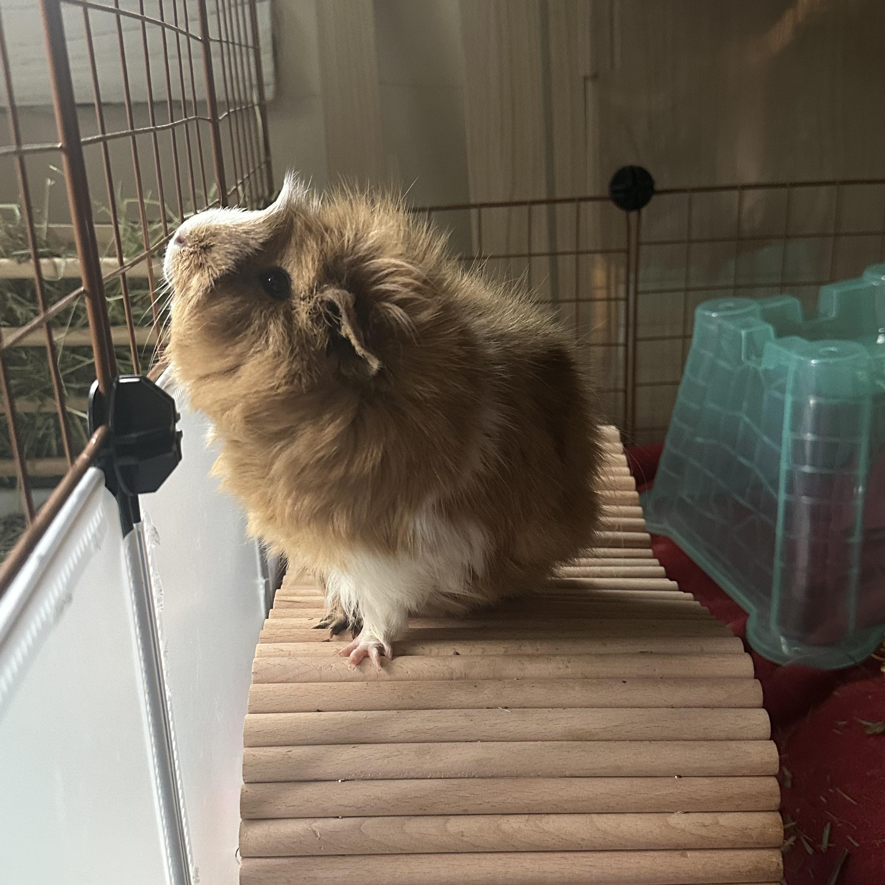 Toupee photo 4