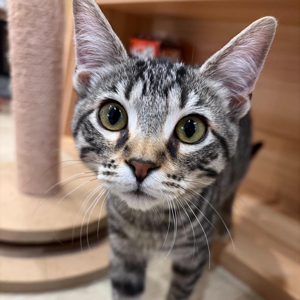 Enlarge Arden, a Adoptable Domestic Short Hair in Tustin, CA image 1/3