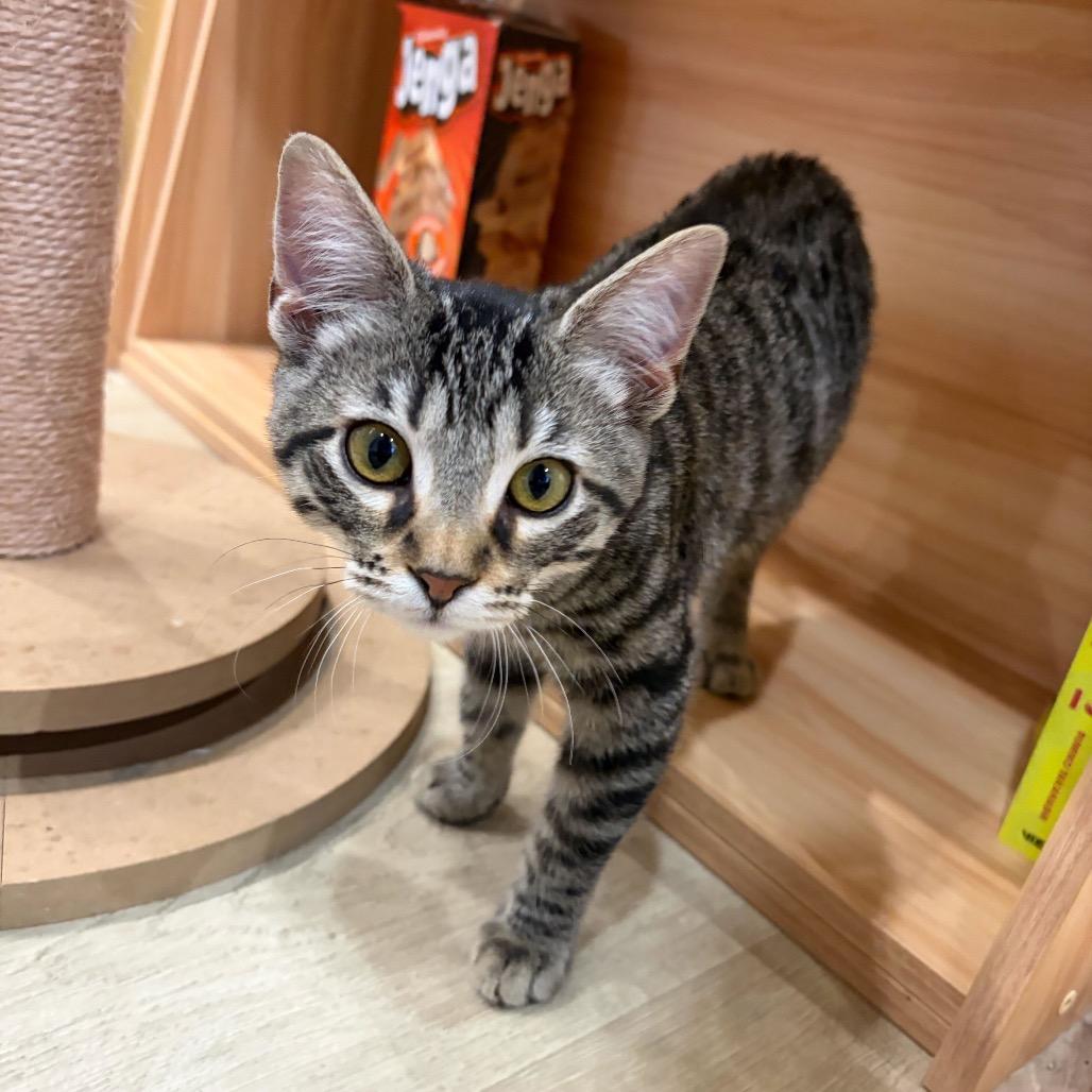 Enlarge Arden, a Adoptable Domestic Short Hair in Tustin, CA image 2/3