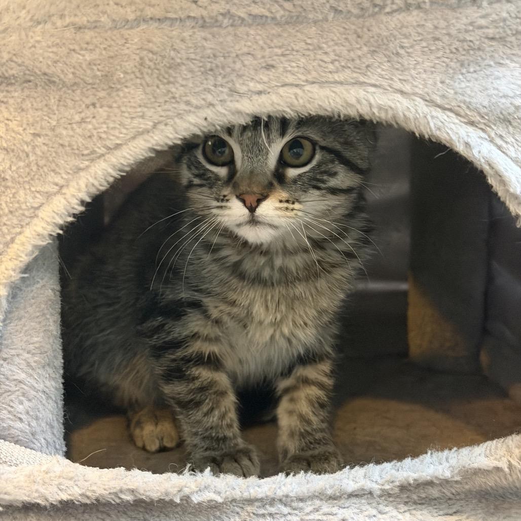 Enlarge Arden, a Adoptable Domestic Short Hair in Tustin, CA image 3/3