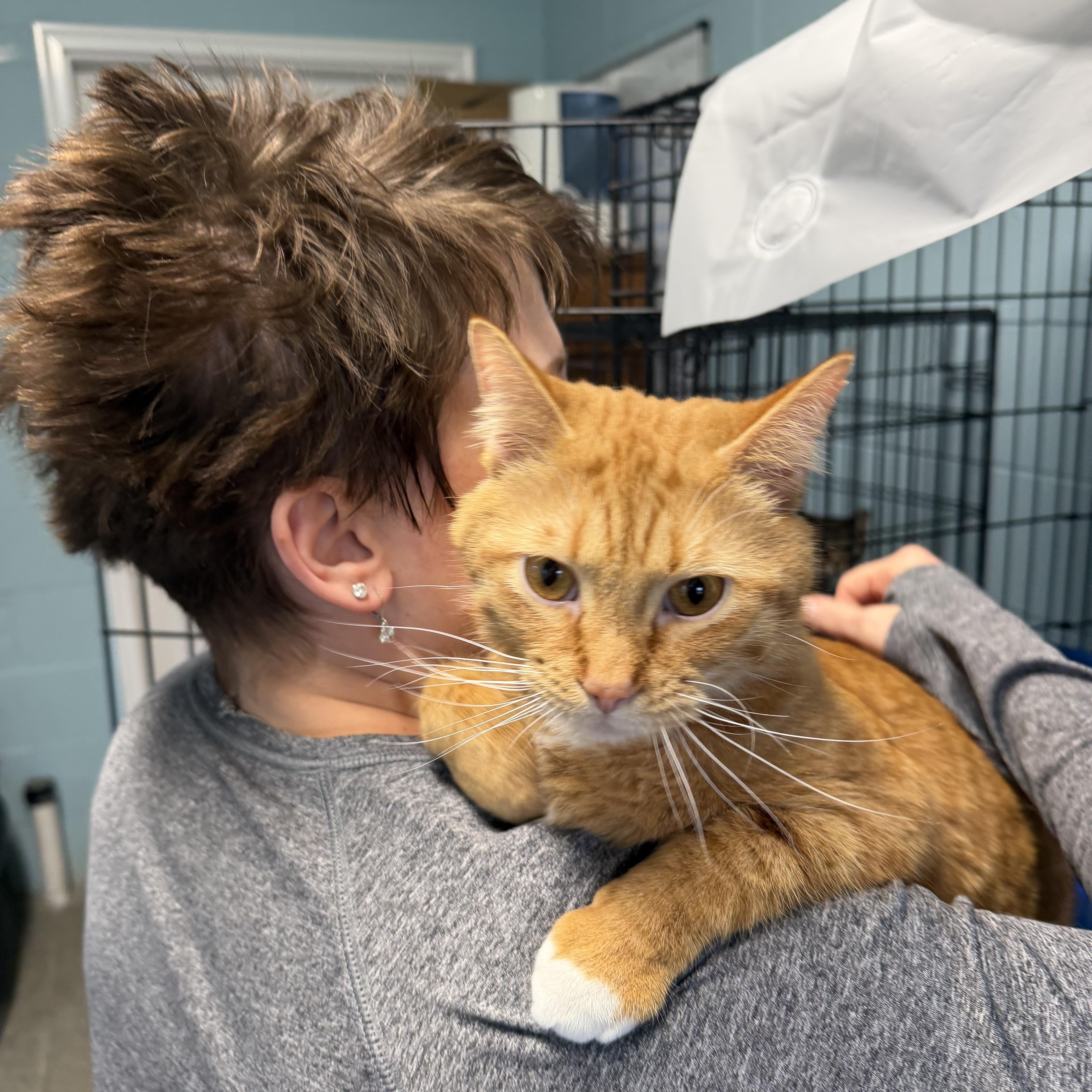 Enlarge Kevin, an adopted Domestic Short Hair in Warren, OH image 2/4